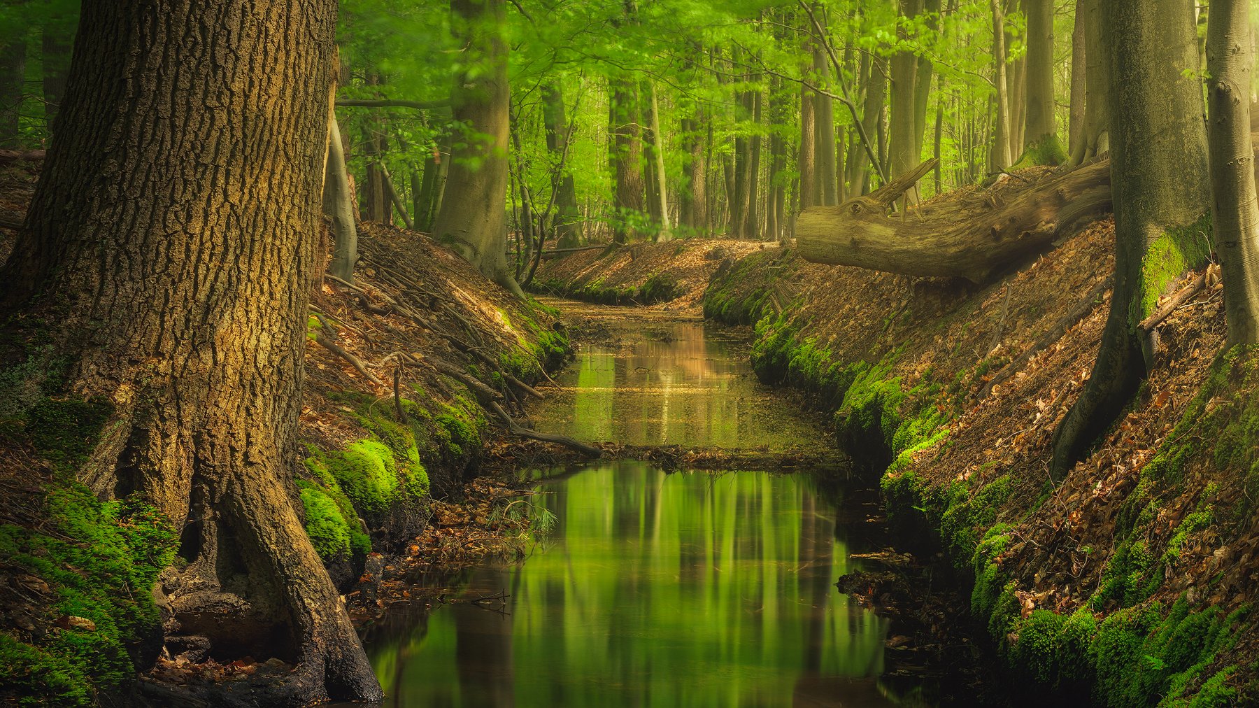 Forest Photography Editing Course, 4 Seasons! — Laanscapes